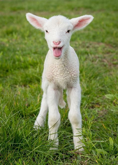 Springtime Delights: Farm Animals Born in the Season